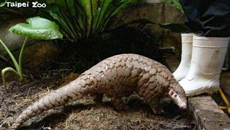 穿胖走了　和保育員最後散步畫面曝光