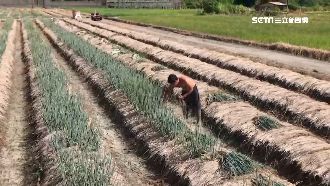 強颱璨樹進逼　三星蔥農急搶收蔥苗