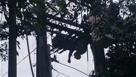 新北,烏來,電擊,台電,樹枝（圖／翻攝爆料公社）