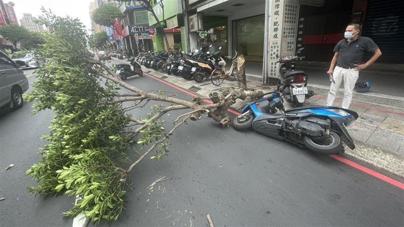 璨樹來襲颳強風！永和路樹倒塌砸機車