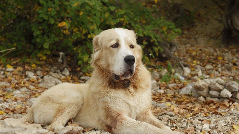 富翁突身亡　億萬家產全送愛犬