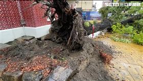 新／颱風過境南投豪大雨　樹倒險砸車(圖/翻攝畫面)