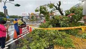 新／颱風過境南投豪大雨　樹倒險砸車(圖/翻攝畫面)