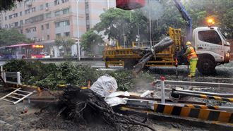 璨樹豪雨來襲　基隆路大樹被連根拔起