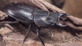 甲蟲,鍬形蟲　圖／Pixabay