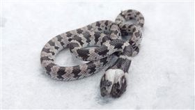 嘉義,雙頭蛇,白梅花蛇,國小（圖／翻攝畫面）