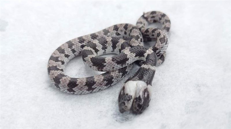嘉縣國小雙頭蛇現蹤　網驚呼身價百萬