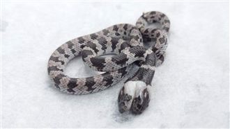 嘉縣國小雙頭蛇現蹤　網驚呼身價百萬