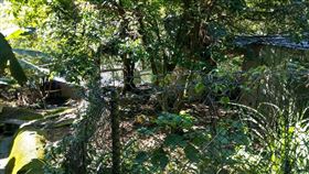 雲林,計程車,婦人,男友,屍體,西螺,桃園,大溪（圖／翻攝畫面）