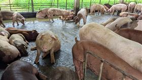 防非洲豬瘟  台南養豬場停用廚餘台南市政府自8月28日起暫停以廚餘養豬，積極防範非洲豬瘟，農業局表示，原核准合法使用廚餘的14場養豬場，可於9月30日前向所在地區公所申請轉用飼料補助。圖為養豬場狀況。（台南市農業局提供）中央社記者楊思瑞台南傳真  110年9月5日