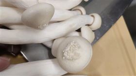 雪白菇，白精靈菇，長出菜花 (圖／翻攝自臉書廚藝公社)