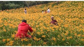 ▲ 台東太麻里金針花季（圖／資料照） 