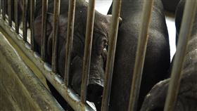 ▲ 非洲豬瘟 飼料豬 黑毛豬 飼養 養豬場 （圖／農委會提供） 