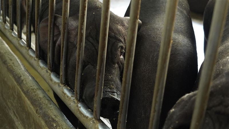 堵非洲豬瘟　小型養豬場十月續禁廚餘