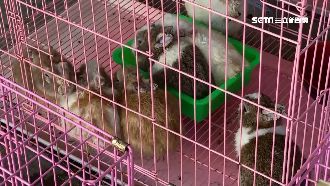 裝61隻蜜袋鼯兔子　搭船飄臭遭檢舉