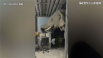自家廚房淪為「大象」餐廳！　屋主：