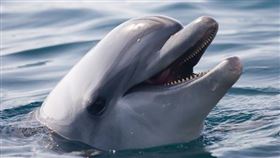 鯊魚,海豚,攻擊,(圖/翻攝自PIXABAY