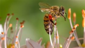 蕾西散步時救了翅膀受傷的熊蜂，沒想到意外獲得一段友誼。（圖／翻攝自pixabay）