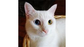 萬恩貓產自土東萬恩省，以特有的純白色毛和兩眼不同顏色（異色瞳）著稱。（圖／翻攝自維基共享資源；作者Estin Giç Giç，CC BY-SA 4.0）