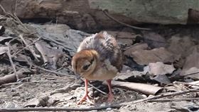 台灣保育類動物，藍腹鷴。（示意圖／翻攝自台北市立動物園FB）