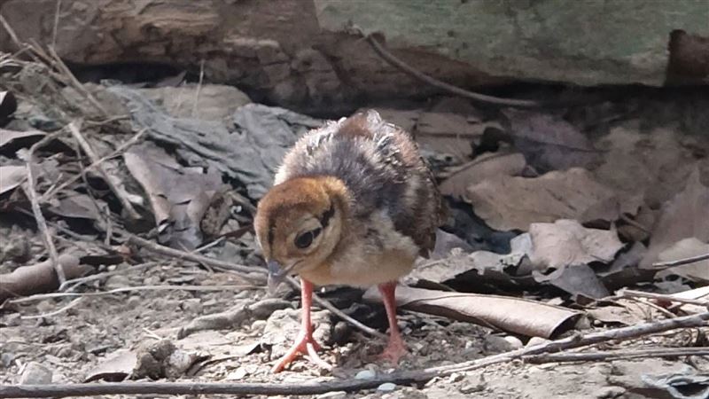 撿到奇特小雞！送養才知是國寶級動物