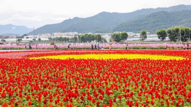 防疫優先　新社花海、花毯節雙雙停辦