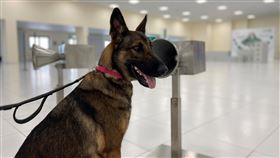 阿聯酋，杜拜機場，嗅探犬防疫小隊，守國門聞出確診者，(圖／路透社／達志影像)