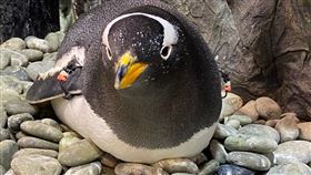 ▲企鵝窩巢孵蛋狀（圖／海景世界企業股份有限公司提供）