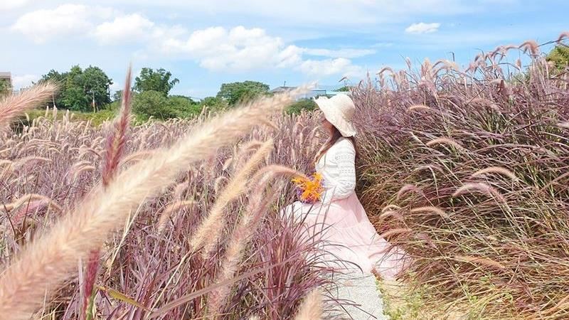 浪漫紫色大地　桃園「紫夢狼尾草」