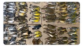 鳥屍（圖／Melissa Breyer　Twritter)