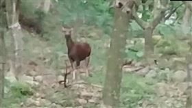 中秋現吉兆！他遇水鹿嗨喊「福祿壽」（圖／翻攝畫面）