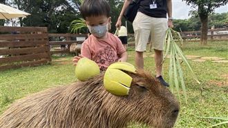 門票僅200元！埔心牧場中秋釋優惠