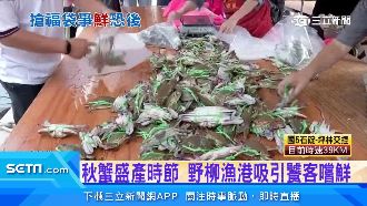 秋蟹盛產時節　野柳漁港吸引饕客嚐鮮