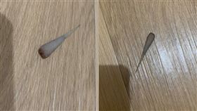 尾巴,家裡,地板,驚悚,壁虎