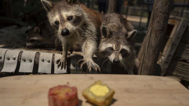 超萌！浣熊「搶食月餅」遊客1看笑翻