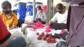 陸禁台釋迦1800-1