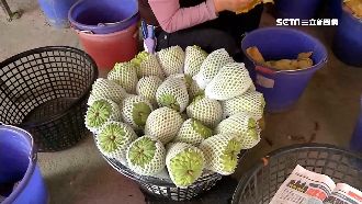 無懼中國禁果令　我國外銷中東、歐洲