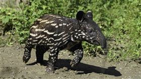  馬來貘寶寶「貘花豆」見客囉！即日起只要天氣狀況良好，就可以跟著馬來貘媽媽到戶外活動場享受日光浴（圖／臺北市立動物園提供）