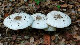 有毒綠褶菇（農委會特生中心提供）