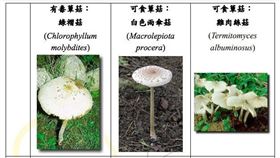 路邊野菇別採、別食用，以免導致中毒。（圖／食藥署提供）