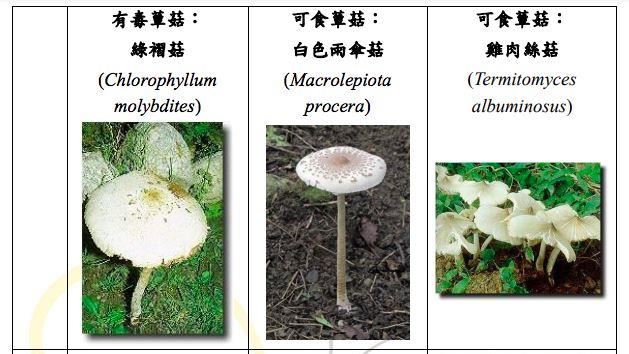 路邊「野菇」別採！中、嘉現中毒個案