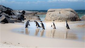 南非63隻非洲企鵝，遭海角蜜蜂攻擊死亡 (圖／PIXABAY)