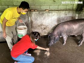 大堡、曾甜一起幫神豬洗澡