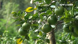 憂下一個換柑橘？柑農盼有外銷對策