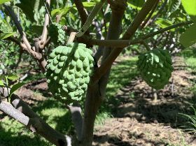 中國禁台東釋迦  縣府提3大訴求