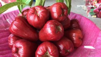 蓮霧雙冠王拍賣創新高　每公斤3千元天價