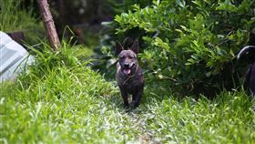 流浪狗,狗來富/中華民國動物保護協會(業配勿用)