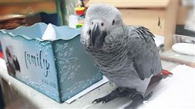 鸚鵡女兒／謝家寶提供