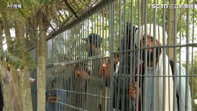 ▲塔利班奪得阿富汗政權後積極營造「溫暖親民」的形象。（圖／AP授權）