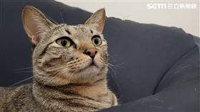 ▲貓，貓咪，虎斑貓，家貓，喵星人。（示意圖／記者楊佩琪攝）